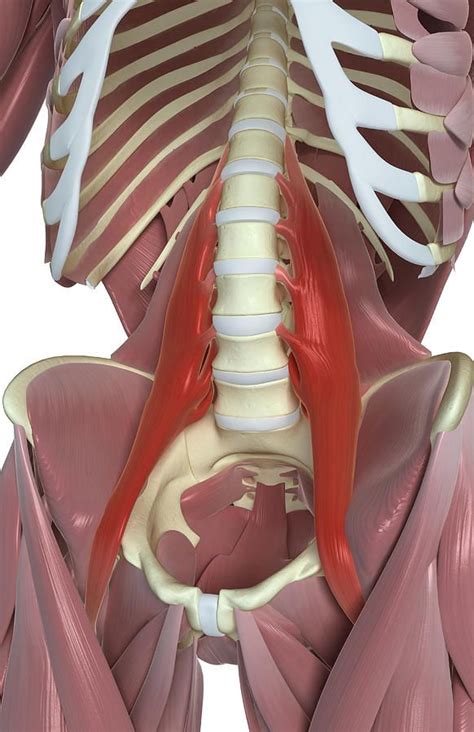 Psoas Major By Muscle Anatomy Human Anatomy And
