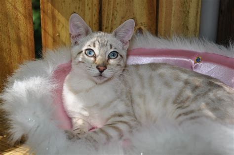 White Bengal Cats Funny Cat Wallpapers White Bengal Cat Bengal Cat