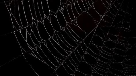Illustration about spider web background black and white. Spiderweb Backgrounds - Wallpaper Cave