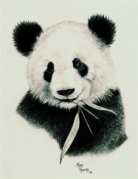 Panda By Mary Rogers Panda Drawing Panda Sketch Panda Art