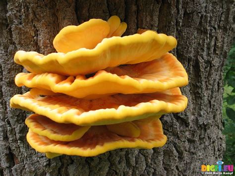 28109 Big Yellow Mushrooms On Tree Sulfur Shelf