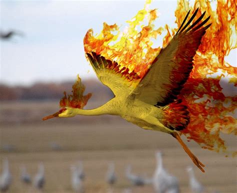 Real Pokemon Pictures Real Life Pokemon Moltres By ~kaitec10 On