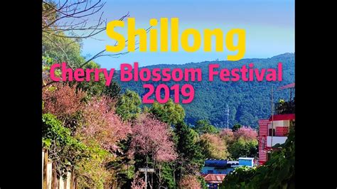 🌸🌸shillong Cherry Blossom Festival 2019 At Wards Lake🌸🌸 Youtube