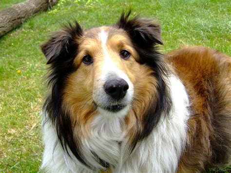 Part 8 The Kindest Dog Breeds They Are Just Like Angles
