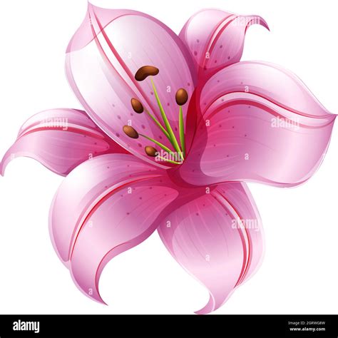 Lily Flower Stock Vector Images Alamy