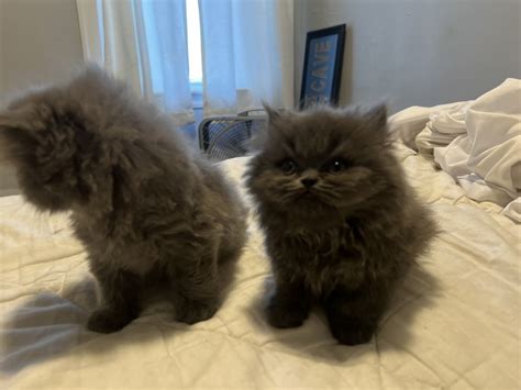Persian Cats For Sale Chicago Il Petzlover