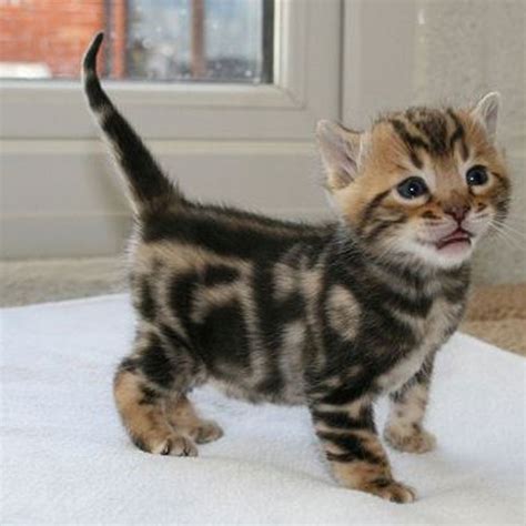 Our story began in 2001 when we rescued our first affectionate bengal. A Bounty of Bengal Kittens - Catster