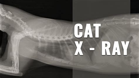 Cat Paw X Ray Kitten Cat Meme Stock Pictures And Photos