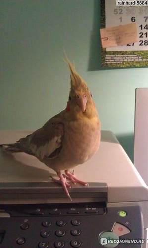 Корелла-нимфа, или нимфовый попугай / Nymphicus hollandicus - «Наша Картинка - Корелла-нимфа, или нимфовый попугай / Nymphicus hollandicus - «Наша