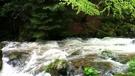 Black Forest Stream After The Rain Youtube