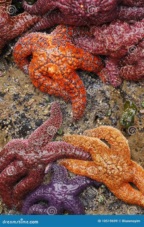 Ochre Sea Stars Stock Image Image Of Pacific Invertebrate 10519699