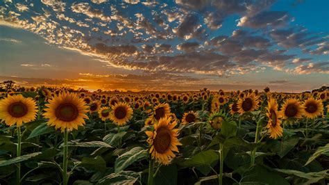 Kansas Sunflower Fields Photograph By Alex Zabo