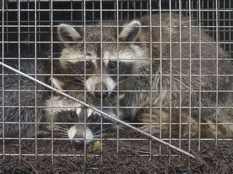 Check spelling or type a new query. Protecting. Get Rid Of Baby Raccoons. www.e-bedbugs.com ...