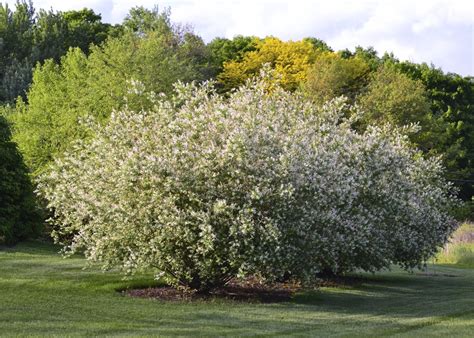 Also, find more png about free salix integra png. Plant Inventory at 20 Timothy : Salix integra / Dappled Willow