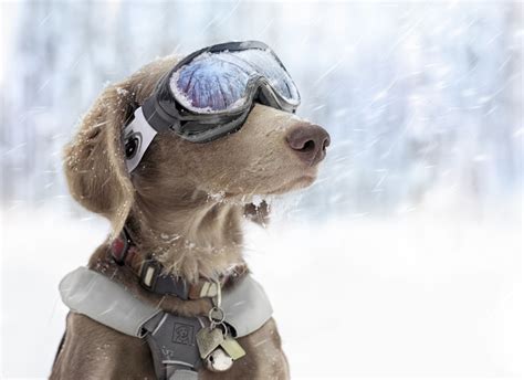 Dog Snow Goggles Wallpapers Hd Desktop And Mobile