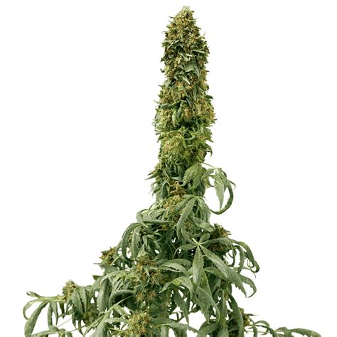 Cannabis Ruderalis Hybrid Plant