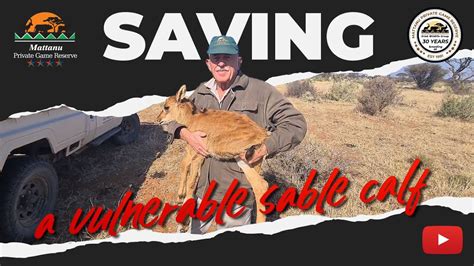 Saving Vulnerable Sable Antelope Calf At Mattanu By Dr Jc Kriek Youtube