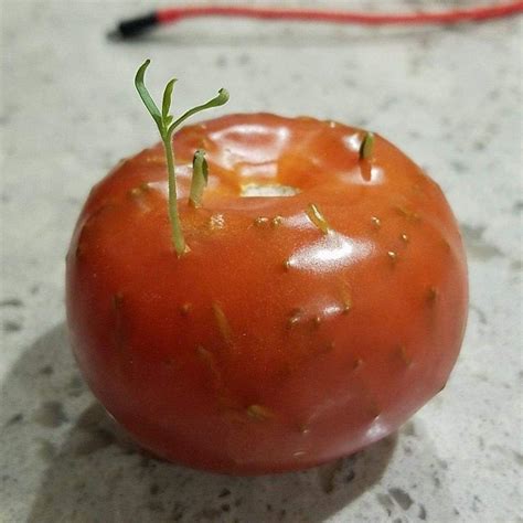 Seeds Germinating Inside A Tomato Roddlyterrifying