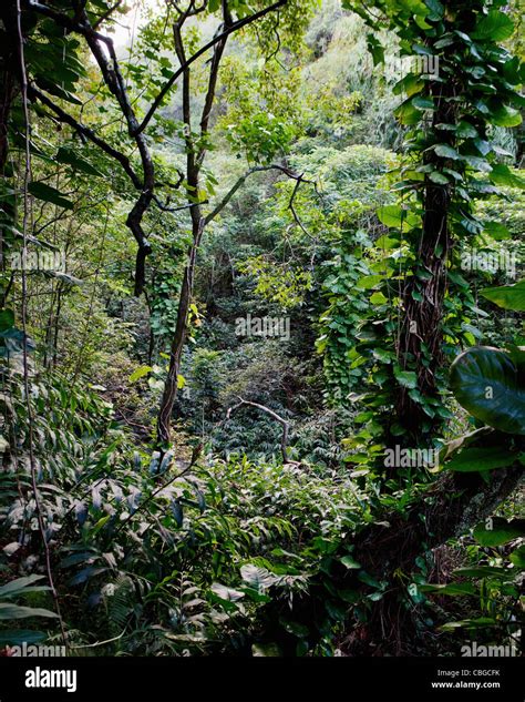 Lush Foliage In Rainforest In Maui Hawaii Stock Photo Alamy
