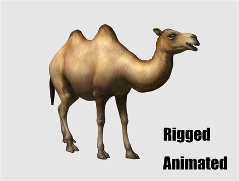 Camel Animation 3d Cgtrader