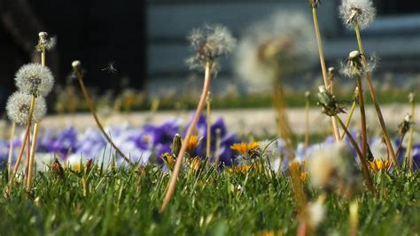 Flower Meadow Dandelion Summer Free Image Download