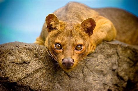 Fossa Animal Facts Cryptoprocta Ferox A Z Animals