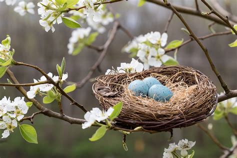 Bird Nest Facts How Why And Where Birds Make Nests Discover Wildlife