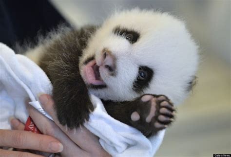 Baby Panda Will Load You With Buckets Of Cuteness Photos Boomsbeat