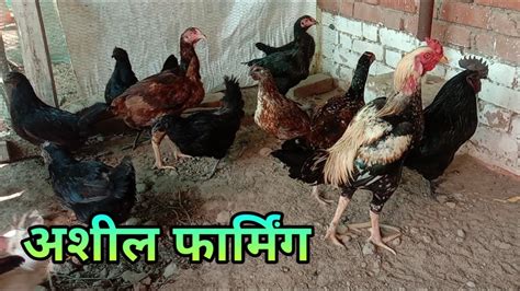 असील मुर्गी पालन Asil Bird Farming Aseel Murgi Palan Kaise Karen