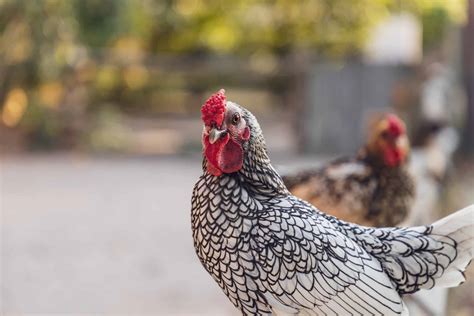 Wyandotte Chicken Guide Rural Living Today