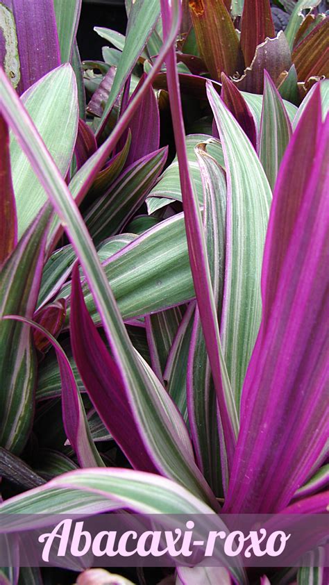 Abacaxi-roxo – Tradescantia spathacea | Oyster plant, Plant care