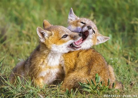 Swift Fox Kits Cute Reptiles Animals Beautiful Baby Animals