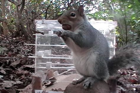 Gray Squirrels Are Smarter Than Red Squirrels Research Shows