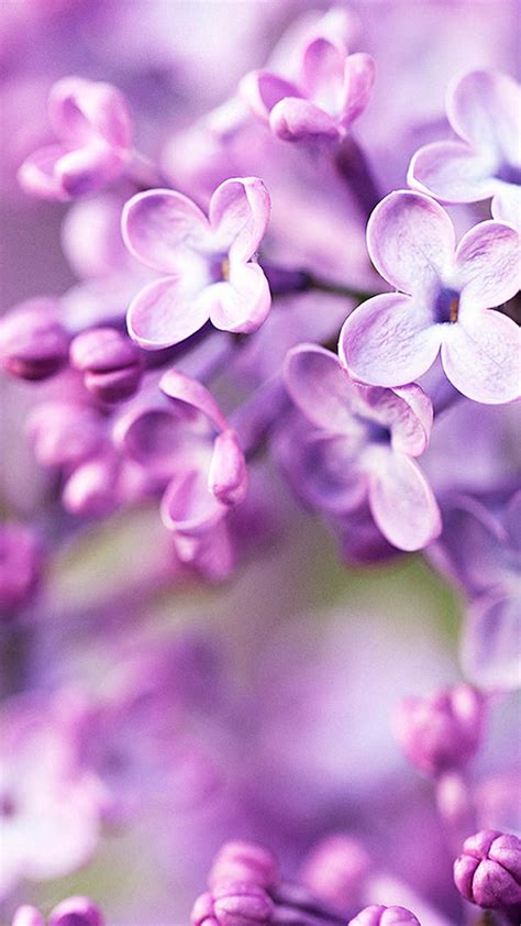 19 Purple Iphone Wallpaper Flowers Images