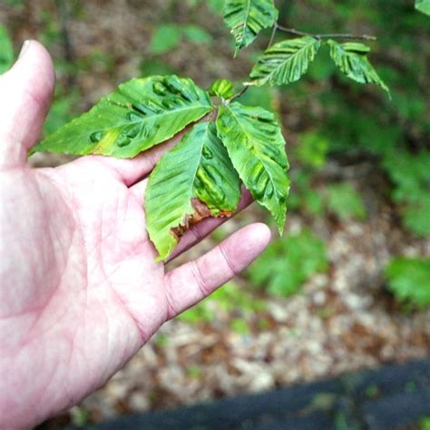 Disease Threatens Beech Trees Forest Service Employees For