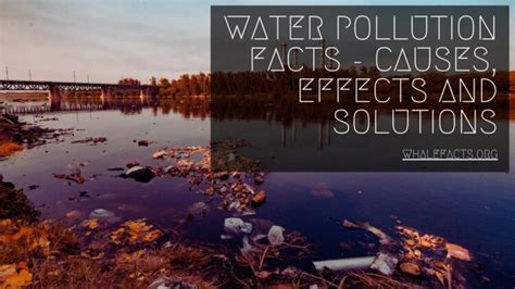 Water Pollution Facts Causes Effects And Solutions Whale Facts