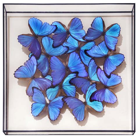 Morphos Butterflies Medium Frame At 1stdibs