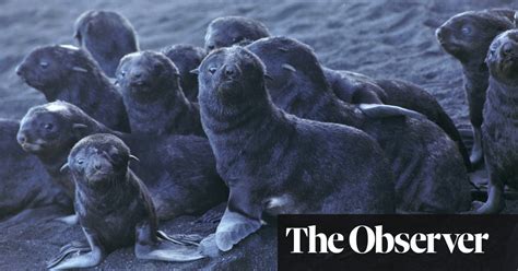 Pacific Seals At Risk As Arctic Ice Melt Lets Deadly Disease Spread