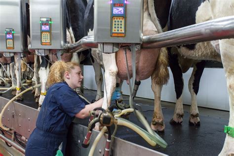 Cows In Milking Parlor Milking Parlor Cals Uw Madison With Images Dairy Cattle