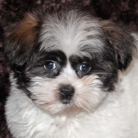 Ideally they will have a sturdy, and compact build. Shih-Poo Puppy for Sale in Boca Raton, South Florida.