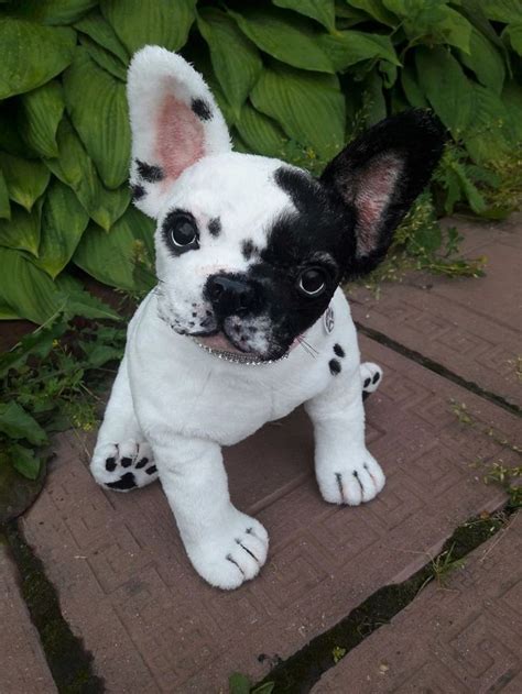 Find local french bulldog puppies for sale and dogs for adoption near you. French Bulldog 14 " Puppy Dog Realistic | eBay | Puppies ...