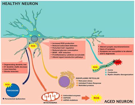 Frontiers Neuronal Cells Rearrangement During Aging And