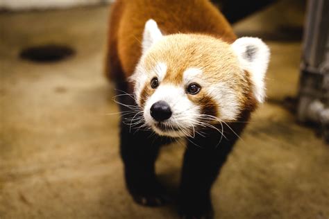 Stalking An Elusive Youtube Star The Adorkable Red Panda The