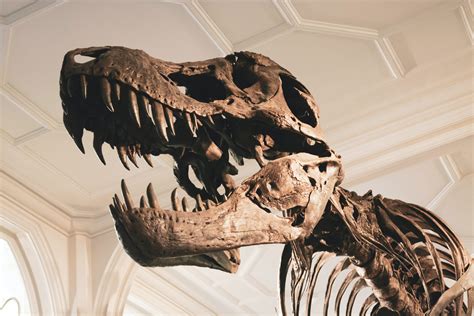Totally Weird Dinosaur Discovery Stuns Experts Did That Just