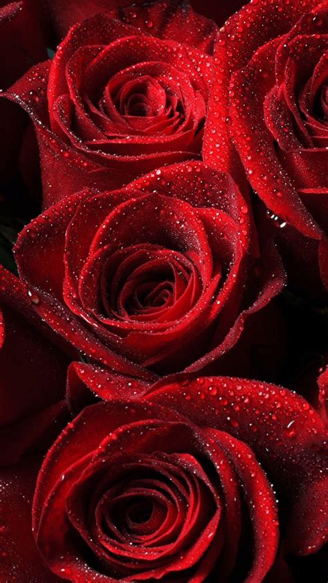 Red Rose Blume Flower Wallpapers Wallpaper Cave
