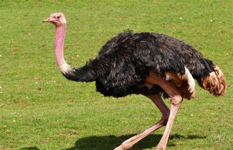 Free Images Nature Animal Flock Beak Fauna Long Neck Birds Emu