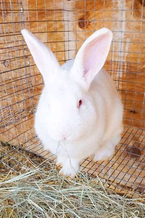 7 Best White Rabbit Breeds With Pictures
