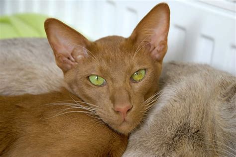 Oriental Cinnamon And Fawn Cats Cat Breeds
