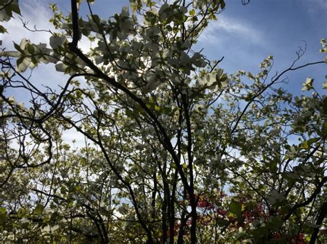 Hasselt und der Japanische Garten - Typisch Französisch!