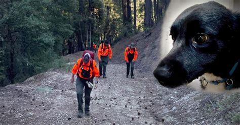 Real Life ‘lassie Leads Search And Rescue To His 53 Year Old Owner Who